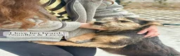 Mixed Breed dogs for adoption: Noodle, 11 months approx. Available for adoption. - Advert 15