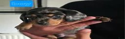 Dachshund dogs for sale: Silver dapple,black n tan ,chocolate tan - Advert 9