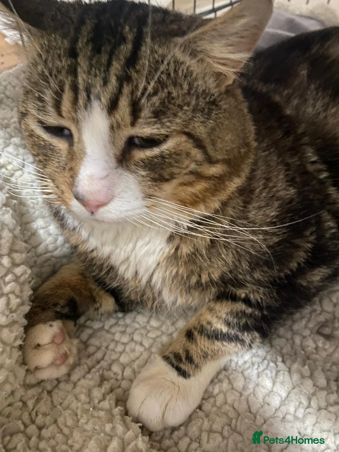 Mixed Breed cats for adoption: Rescue cat Astro looking for a home - Advert 1