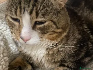 Mixed Breed cats Rescue cat Astro looking for a home - Advert 1