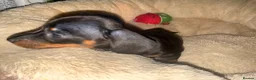 Miniature Dachshund dogs for sale: Very small smooth miniature daschund  - Advert 8