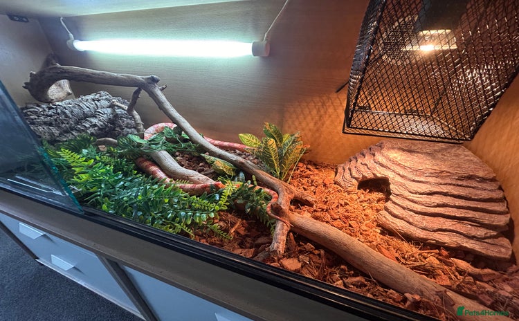 Snake reptiles - Advert 2