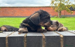 Miniature Dachshund dogs for sale: Wire Haired KC Miniature Dachshund  - Image 2