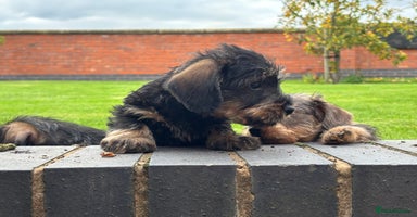 Miniature Dachshund dogs - Advert 12