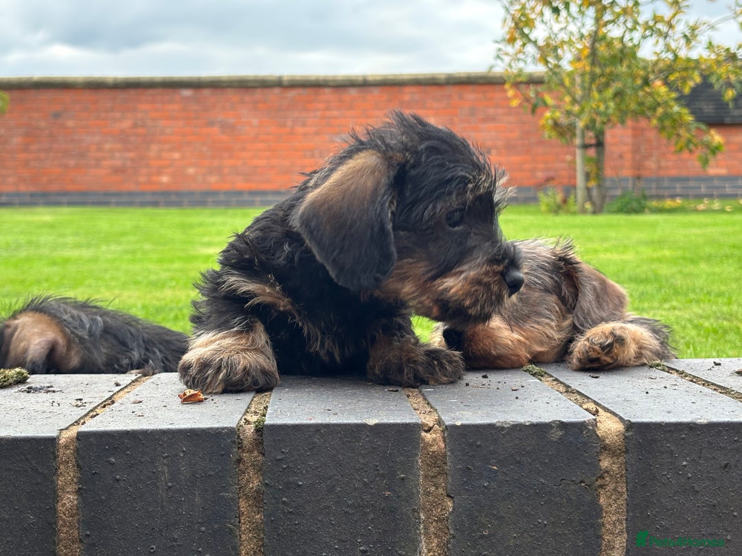 Miniature Dachshund dogs for sale: Wire Haired KC Miniature Dachshund  - Image 2