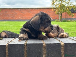 Miniature Dachshund dogs - Advert 13