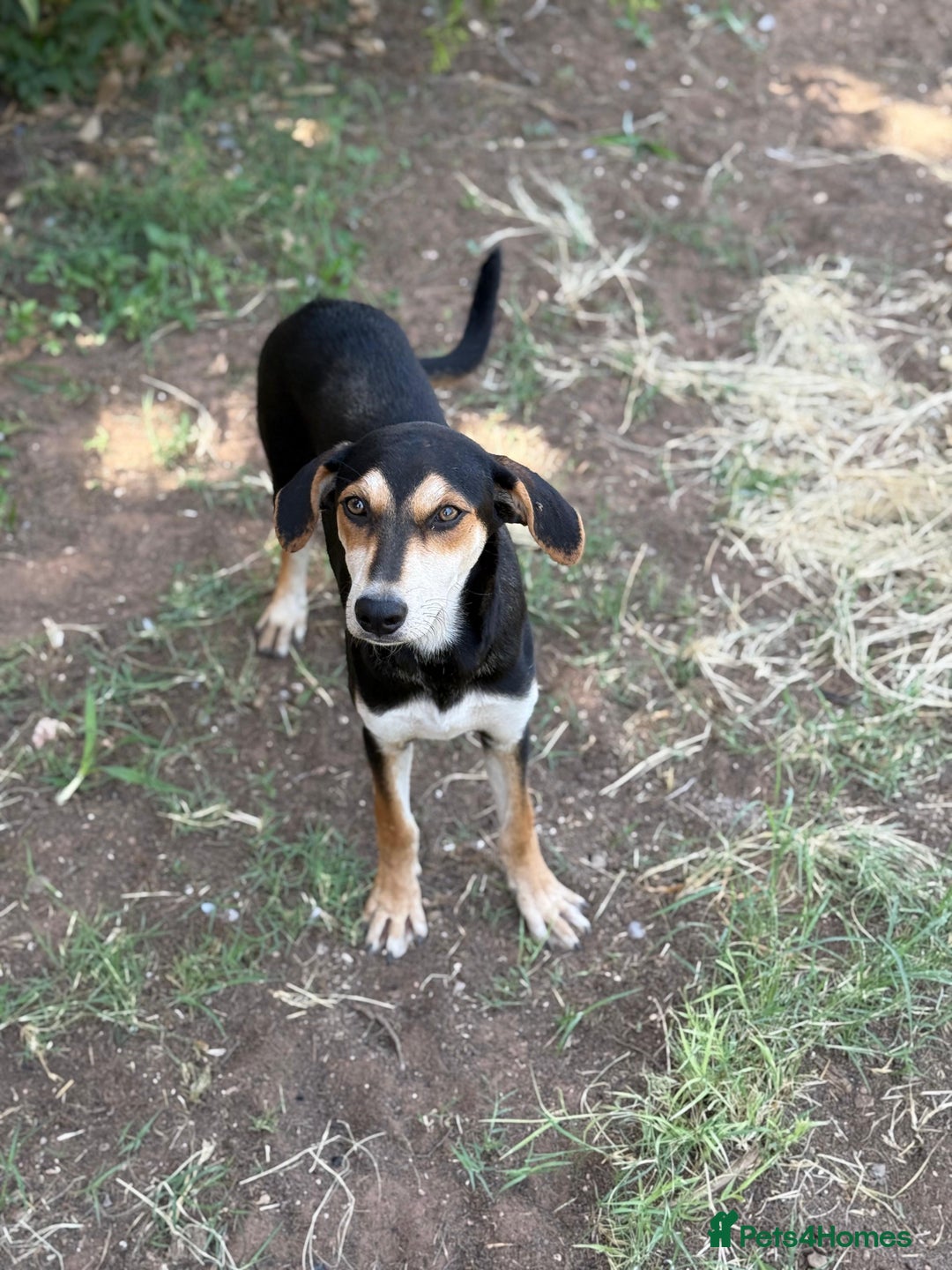 Mixed Breed dogs for sale: Mixed breed - Image 17