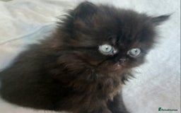 Persian cats for sale: Pure Persian - Image 3