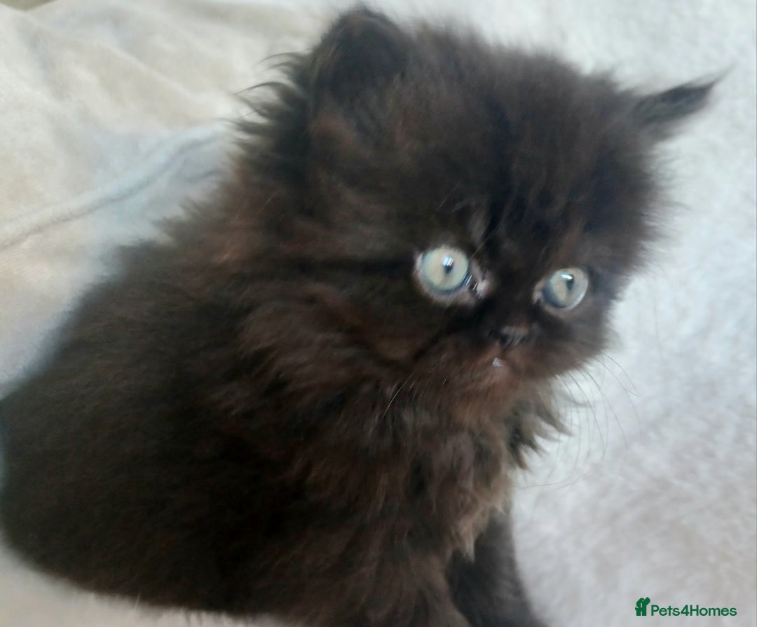 Persian cats for sale: Pure Persian - Image 3