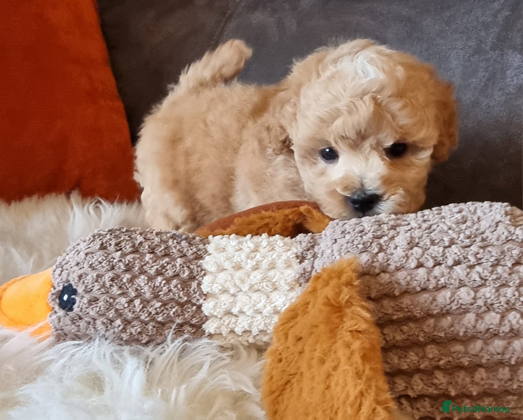 Shihpoo dogs for sale: Adorable best friend Shihpoo pups Fully Vaccinated - Advert 33