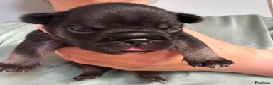 French Bulldog 4
