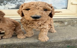 Irish Doodle dogs for sale: 6 beautiful F1b Irish Doodle puppies ❤️🐶 - Image 7