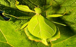 Stick Insects invertebrates for sale: Phyllium philippinicum nymphs (leaf insects) - Image 2