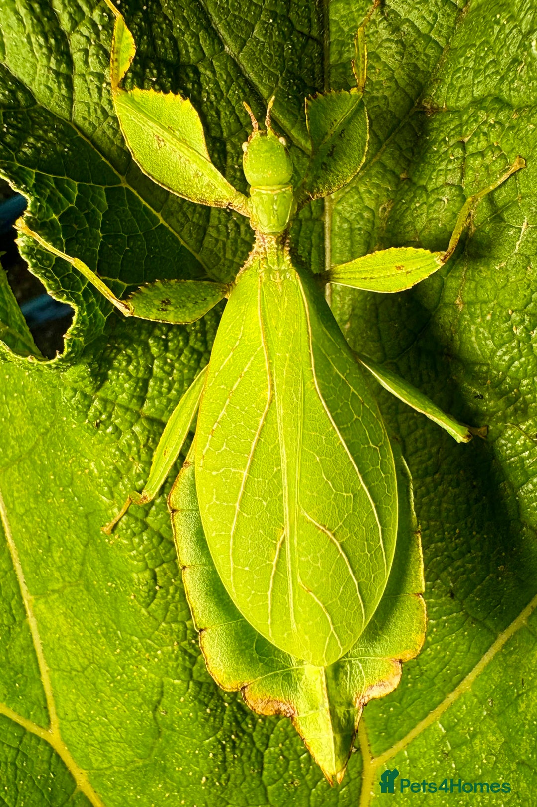 Stick Insects invertebrates for sale: Phyllium philippinicum nymphs (leaf insects) - Image 2