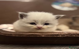 Ragdoll cats for sale: 3 beautiful ragdolls - Image 12