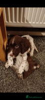 Sprocker dogs - Advert 13