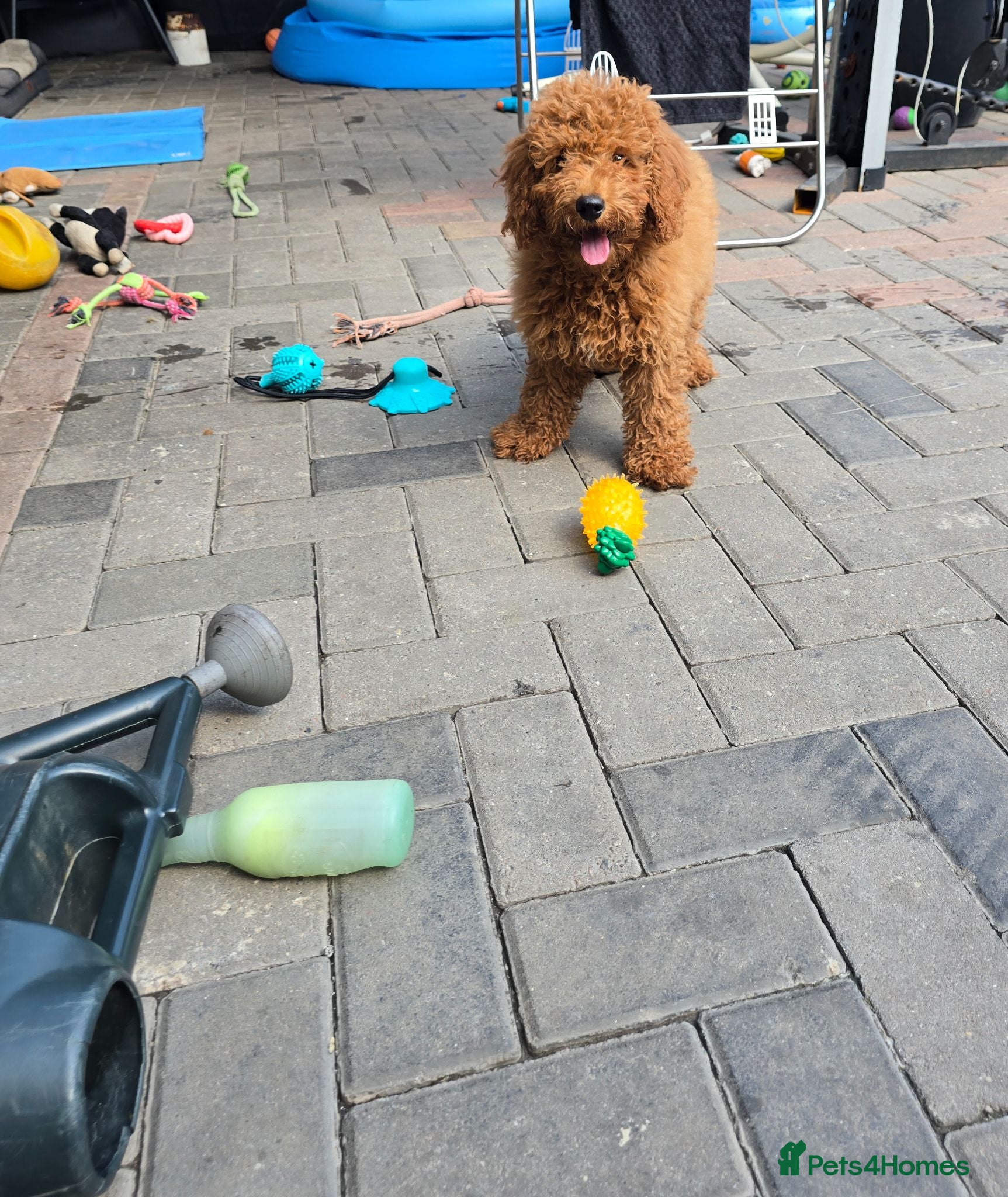 Cavapoo dogs LAST BOY cavapoo pup ready to leave  - Advert 1
