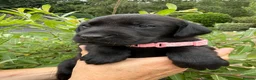 Labrador Retriever dogs for sale: Beautiful KC Black Labrador Retriever Puppies  - Advert 14