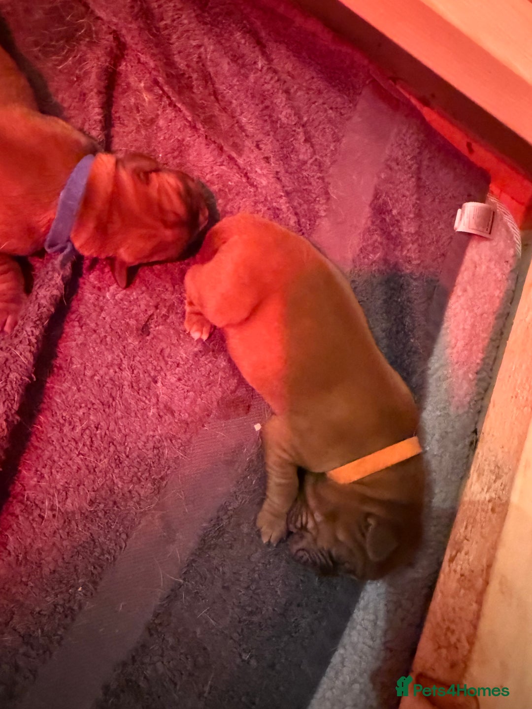 Dogue De Bordeaux dogs for sale: DOGUE DE BORDEAUX PUPPIES AVAILABLE 16/03/26 - Advert 32