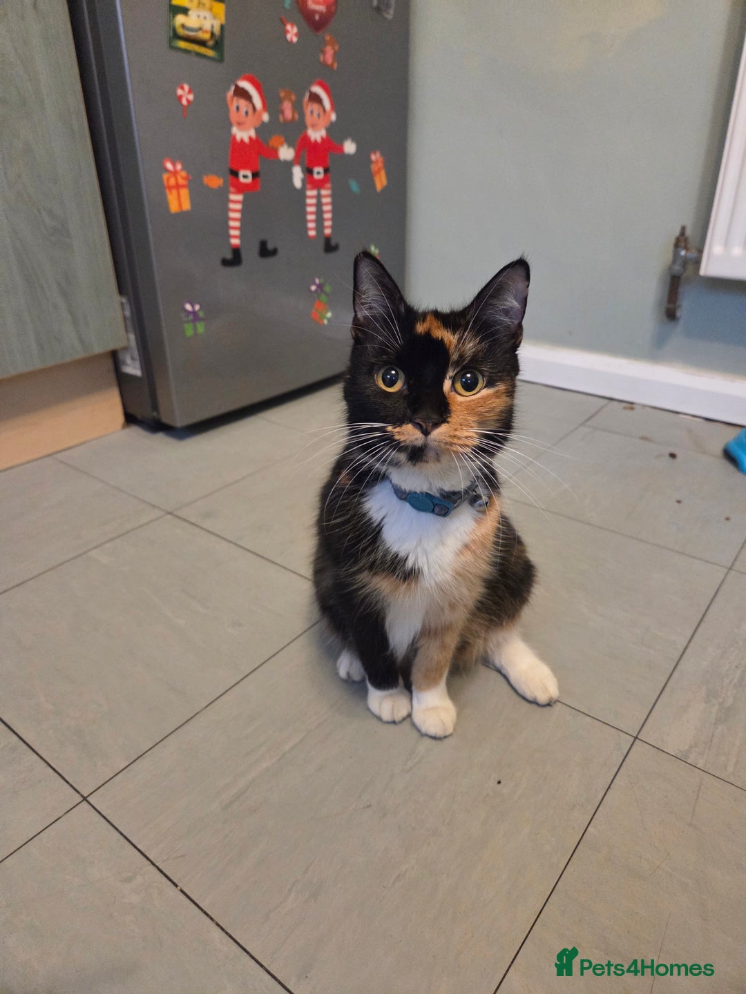 Mixed Breed cats for sale: Three little boys  - Advert 4