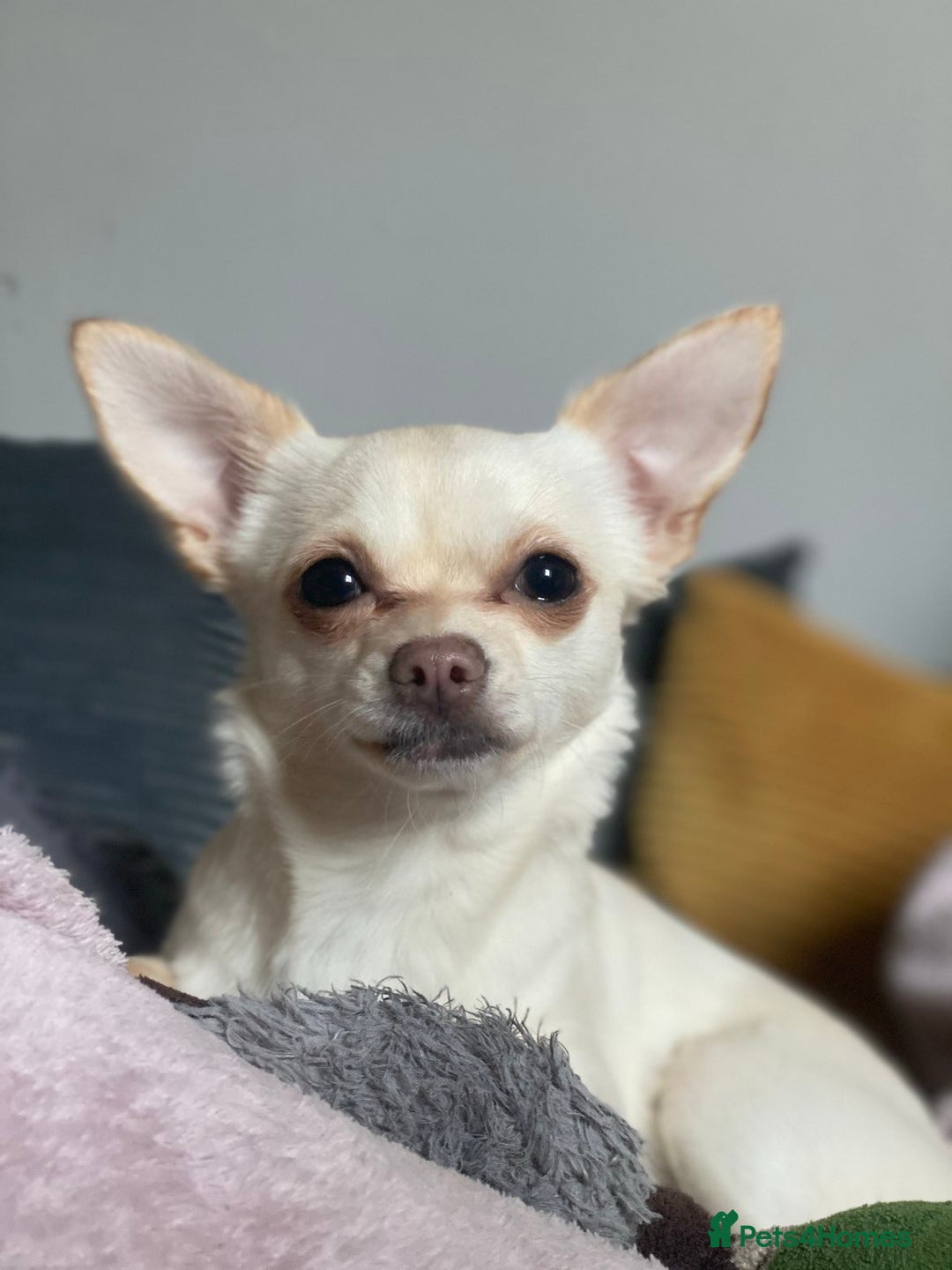 Chihuahua dogs for sale: Willow  - Advert 3