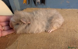 Guinea Pig rodents for sale: Swiss breed baby guinea pigs  - Image 4