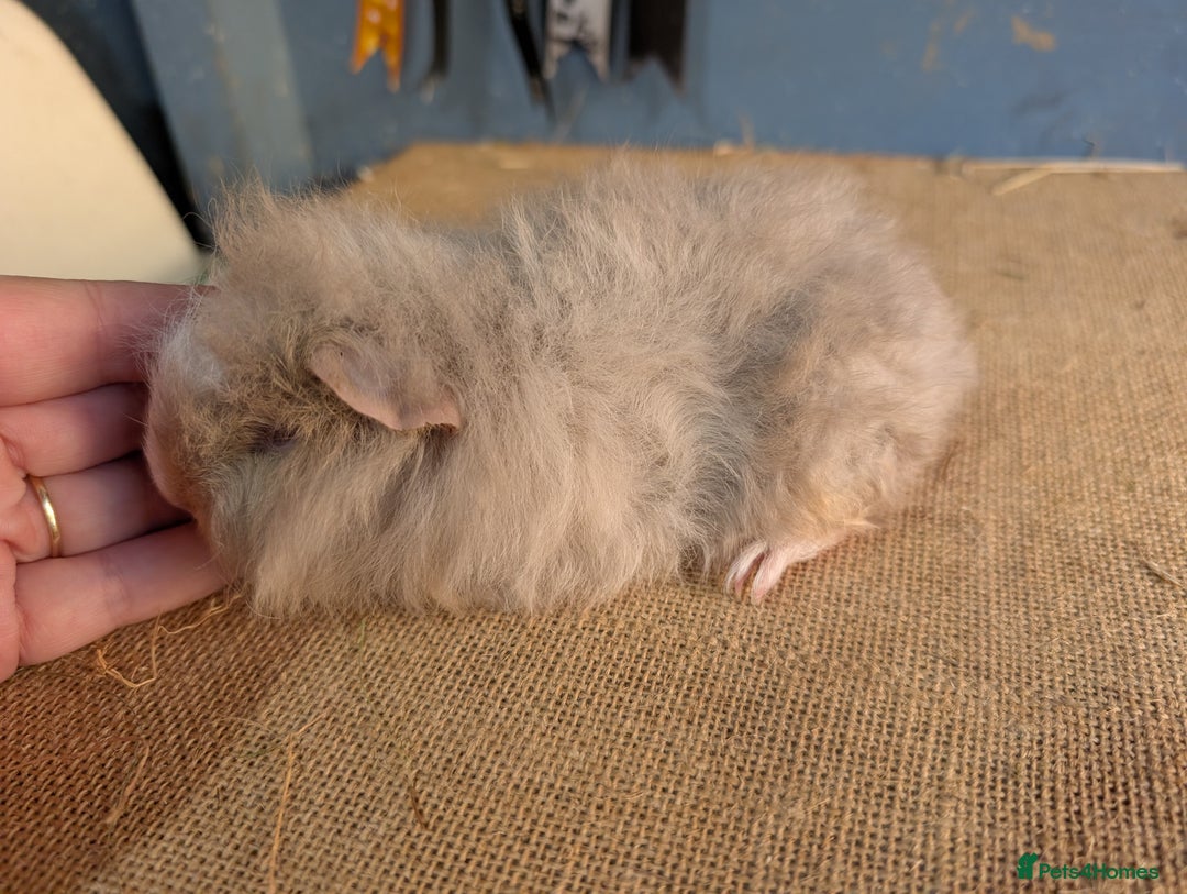 Guinea Pig rodents for sale: Swiss breed baby guinea pigs  - Image 4