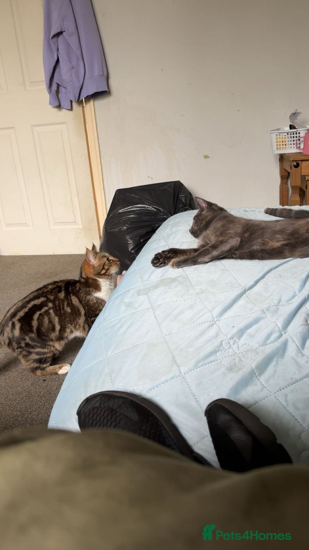 Chartreux cats for sale: Skye  - Advert 4