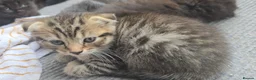 British Shorthair cats for sale: British shorthair fold kittens  - Advert 4