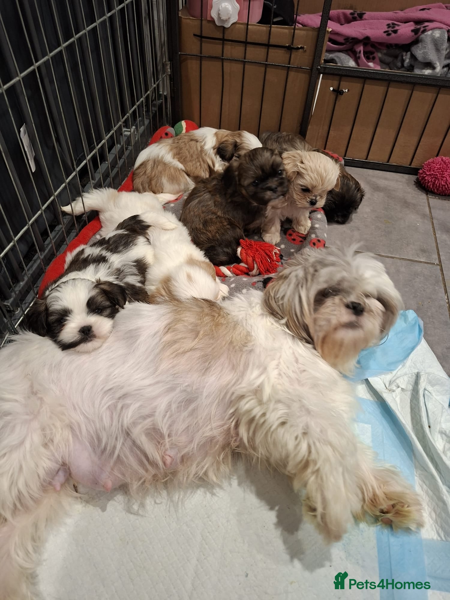 Shih Tzu dogs Shih tzu puppies ready to reserve - Advert 1
