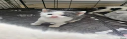 Ragdoll cats for sale: Beautiful Home-Reared Ragdoll Cross Kittens - Advert 13