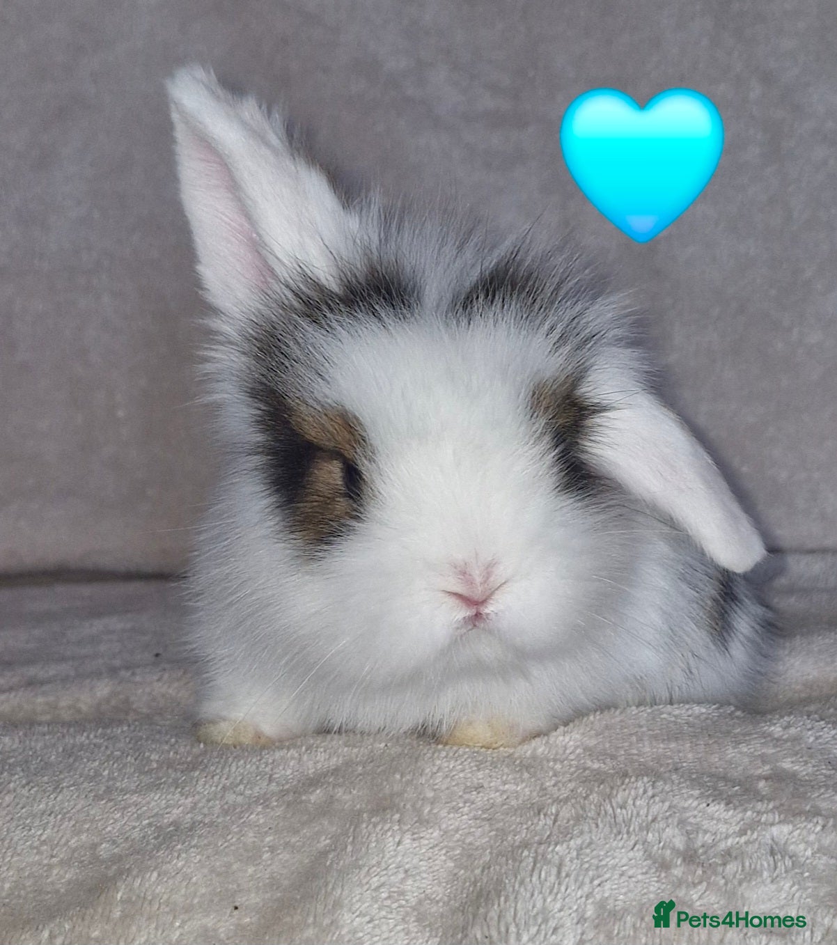 Mini Lion Lop rabbits Mini Lop X Double Maned Lionhead Babies - Advert 6