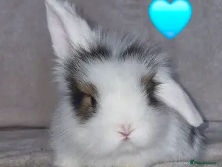 Mini Lion Lop rabbits Mini Lop X Double Maned Lionhead Babies - Advert 6