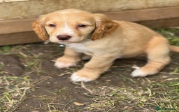 Cocker Spaniel dogs for sale: Stunning cocker pups  - Image 2