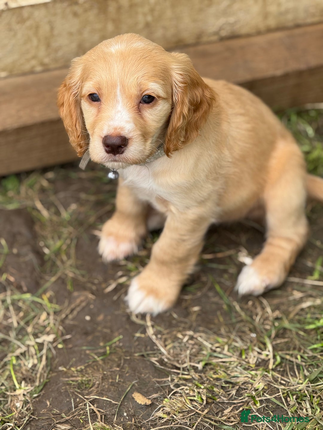 Cocker Spaniel dogs for sale: Stunning cocker pups  - Image 2