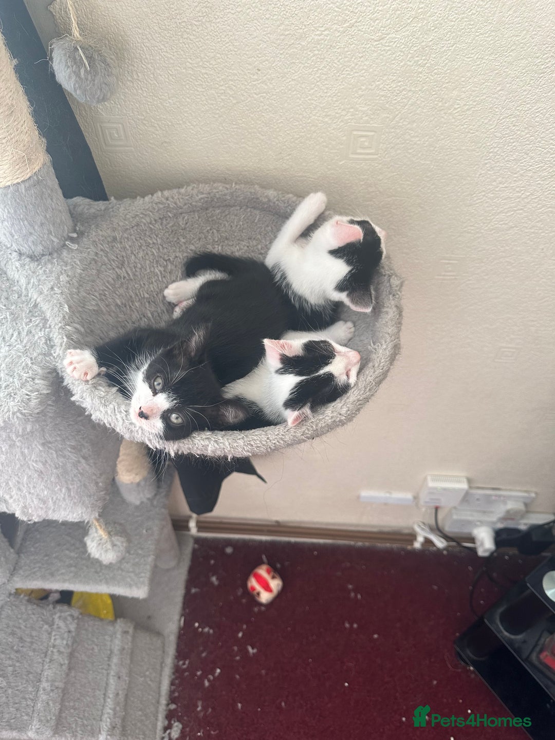 Mixed Breed cats for sale: Lil cuties need their forever homes  - Image 1