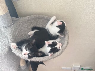 Mixed Breed cats - Advert 21