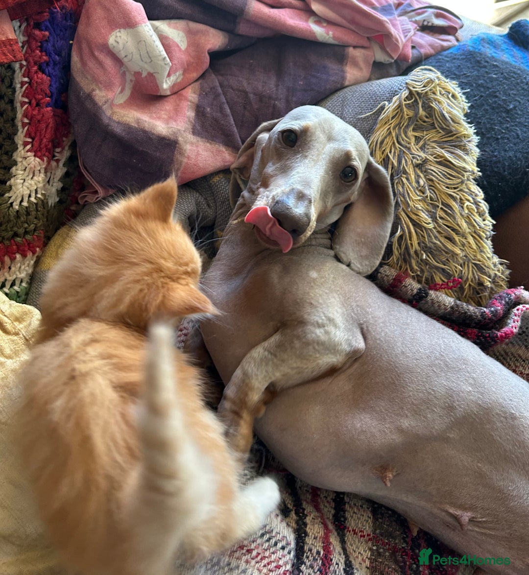 Miniature Dachshund dogs for sale: LOVELY MINI DACSHUND GIRL - Image 2