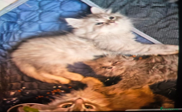 Persian cats - Advert 10