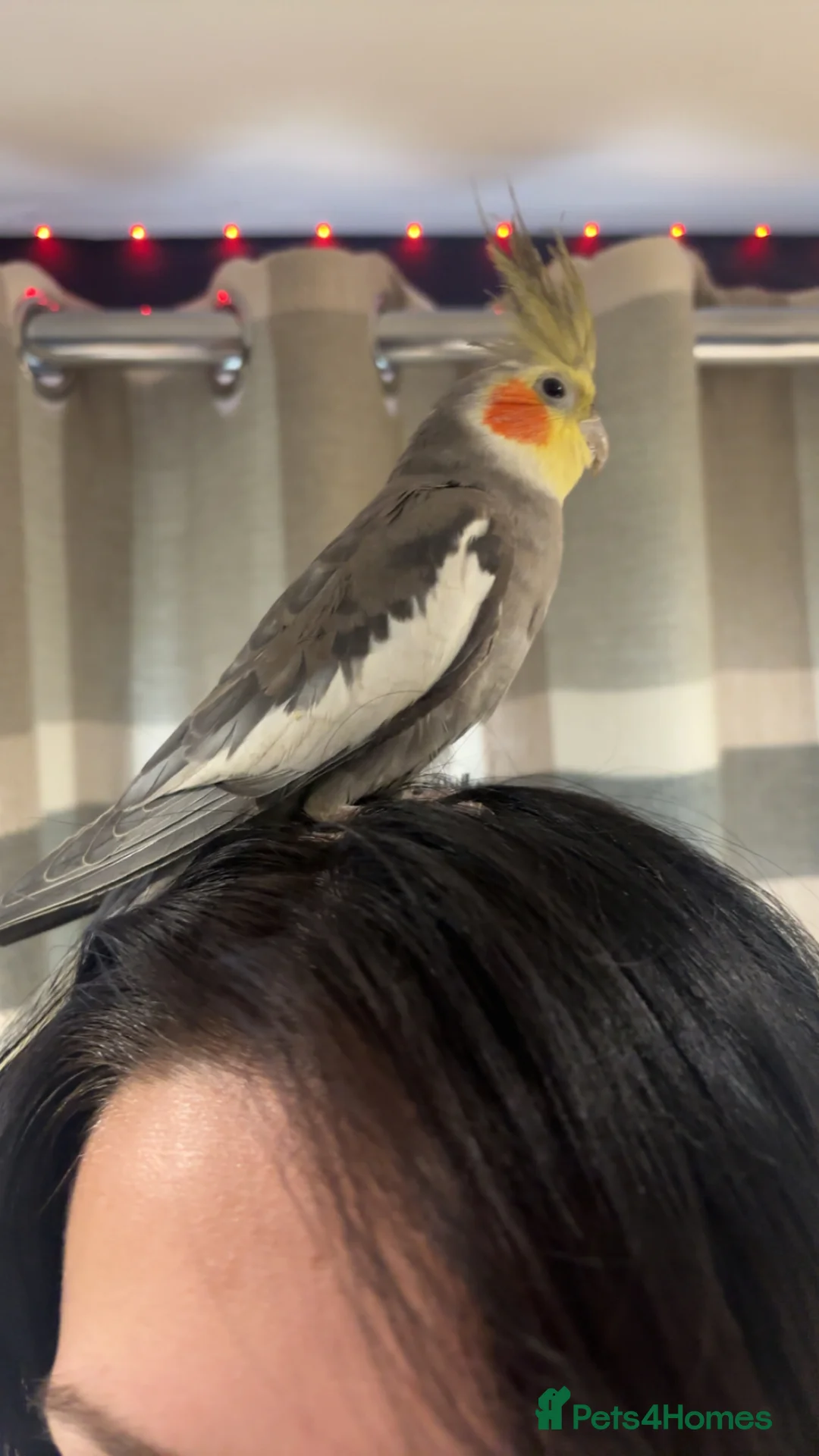 Cockatiels birds for sale: Female cockateil for rehoming  in Wakefield - Advert 1