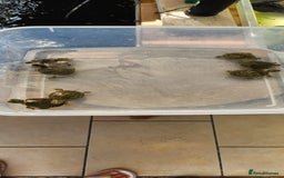 Turtle reptiles for sale: Western Painted Turles - Image 4