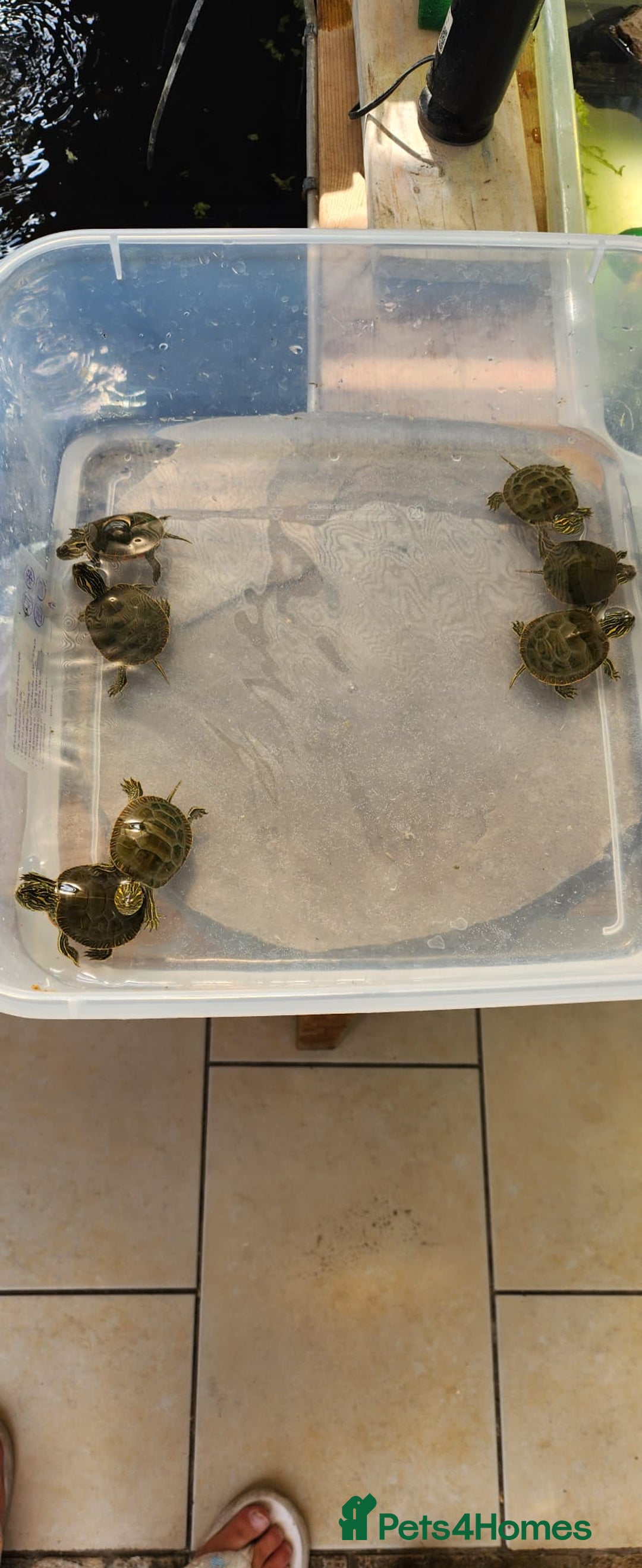 Turtle reptiles for sale: Western Painted Turles - Image 4