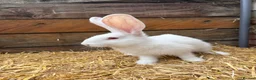 Continental Giant rabbits for sale: Continental Giant Rabbit babies available  - Advert 5