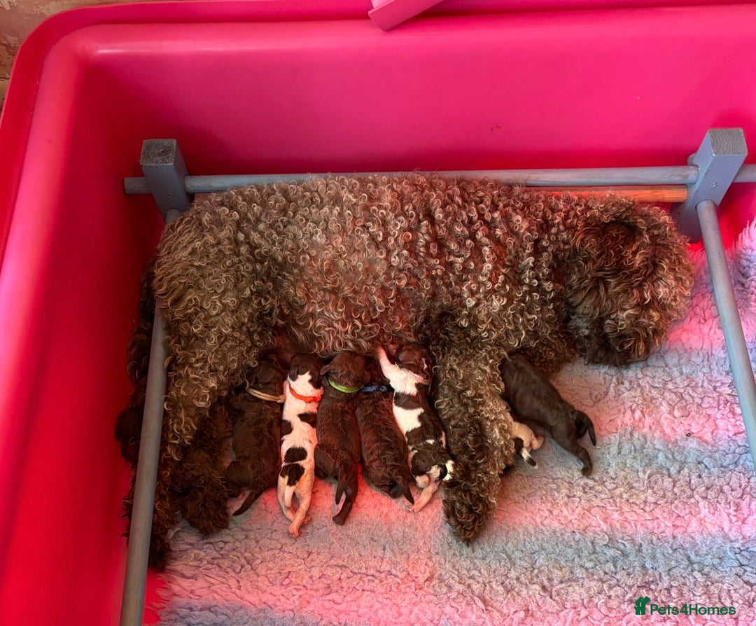 Lagotto Romagnolo dogs for sale: KC Registered Lagotto Puppies (⭐️⭐️⭐️⭐️⭐️ Breeder) - Advert 3