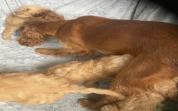 Cockapoo dogs for sale: Cockapoos  - Image 35