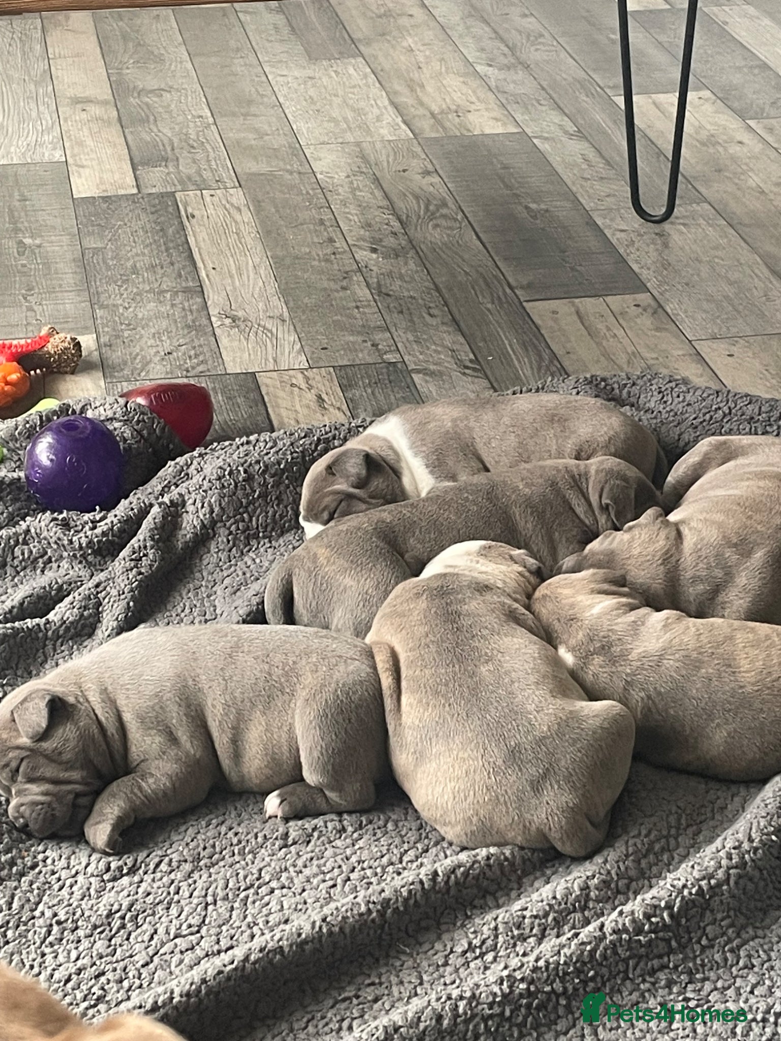 Staffordshire Bull Terrier dogs Blue fawn Staffordshire bull terrier puppies  - Advert 12