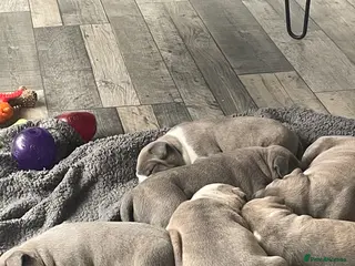 Staffordshire Bull Terrier dogs Blue fawn Staffordshire bull terrier puppies - Advert 14