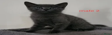 Mixed Breed Kitten male 2 