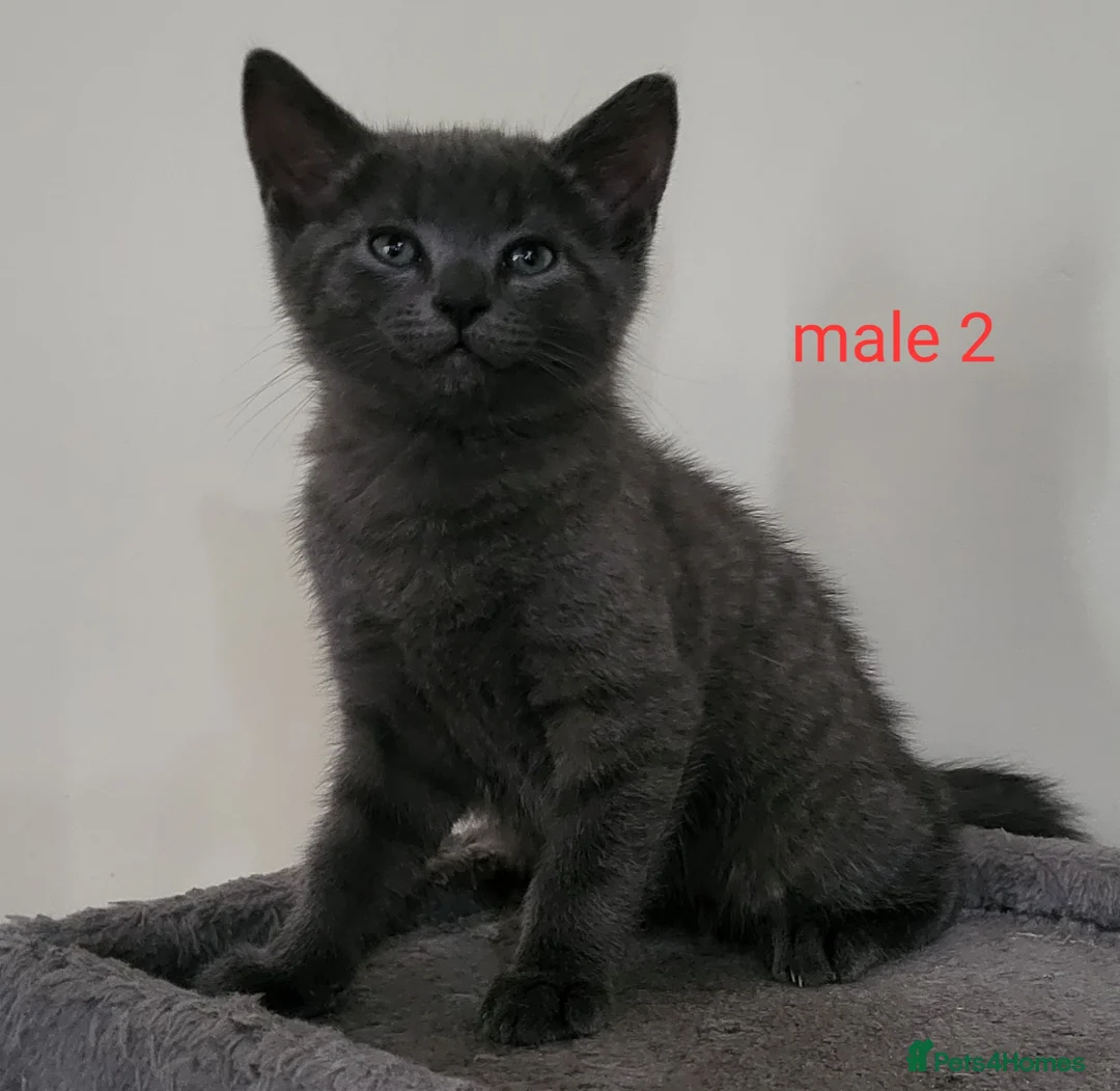 Mixed Breed cats for sale: Loving kittens ready for new homes  - Advert 2