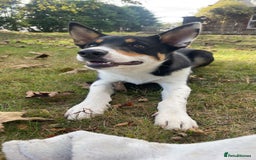 Border Collie dogs for sale: Willow  - Image 4